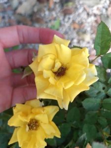 ispirazioni natura rosa canina